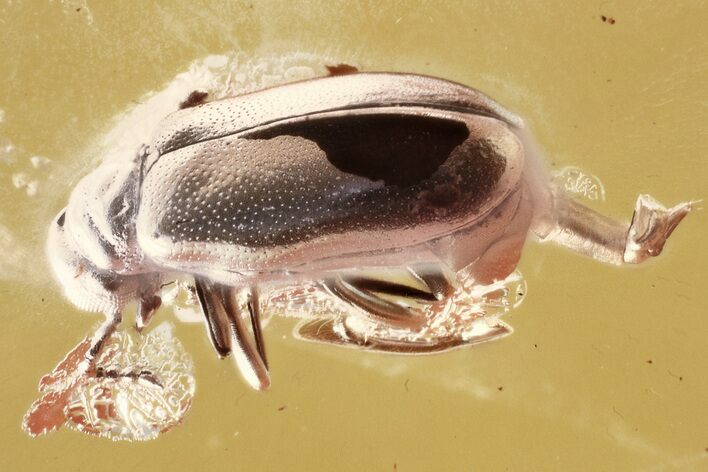 Fossil Ant-Like Leaf Beetle (Escalerosia) in Baltic Amber #343317